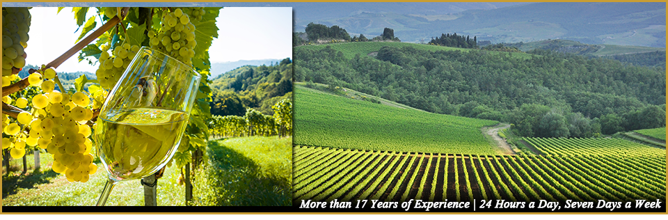 Wine, and Winery Vineyard
